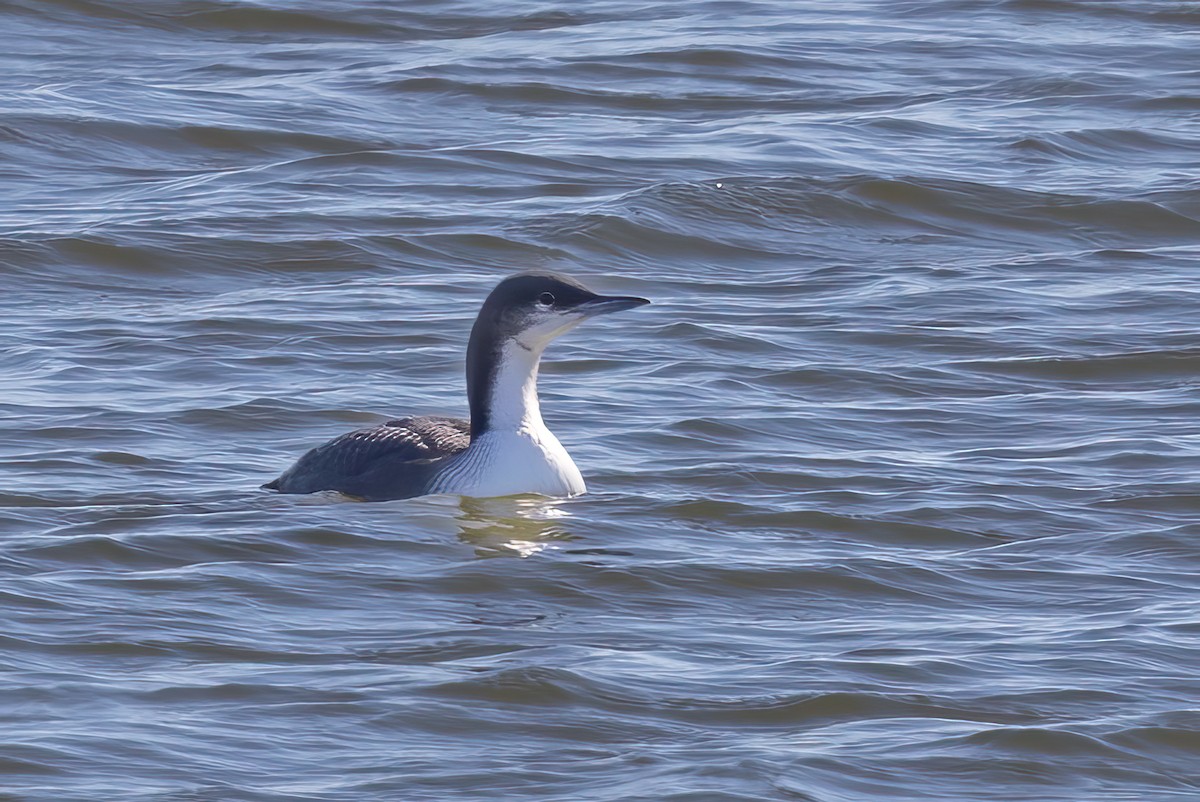 Pacific Loon - ML611584755