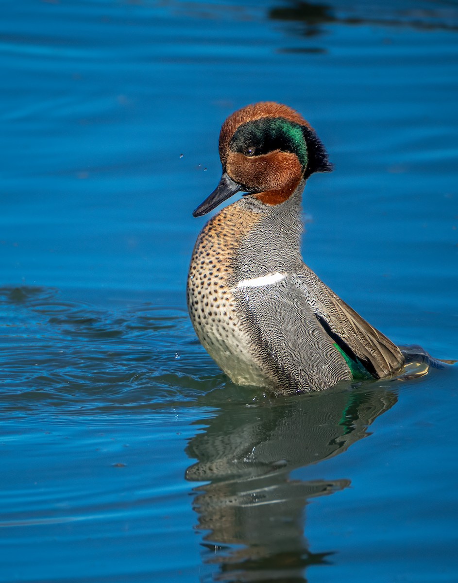 Green-winged Teal - ML611584759
