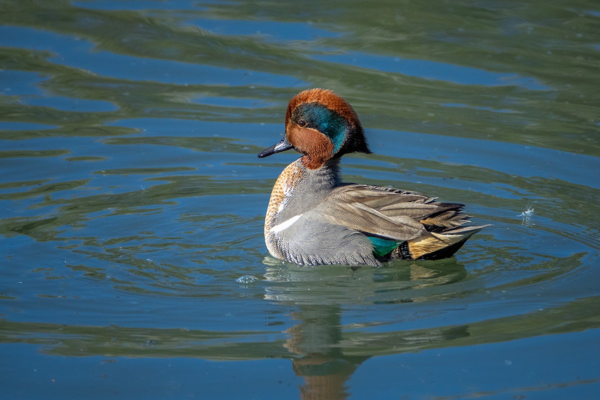 Green-winged Teal - ML611584760