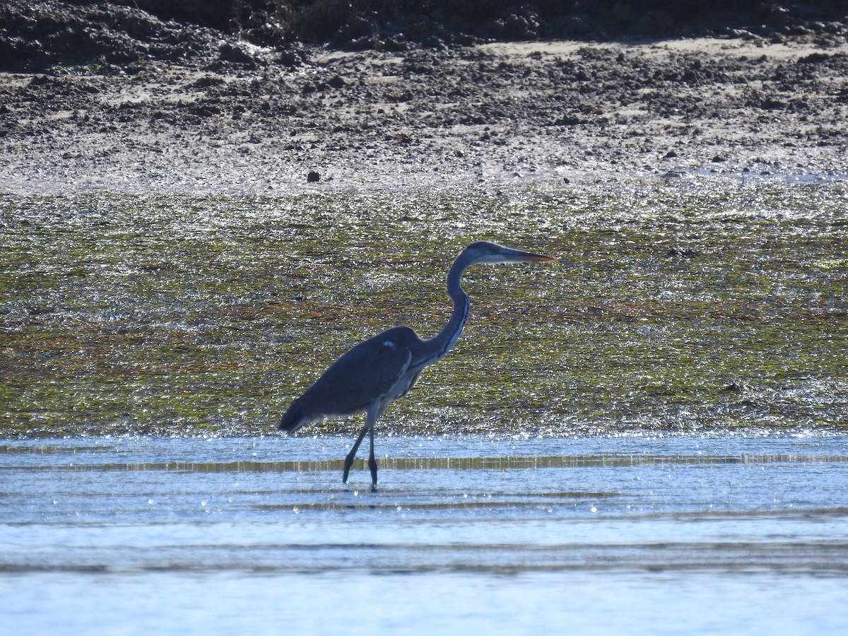 Gray Heron - Nelson Conceição