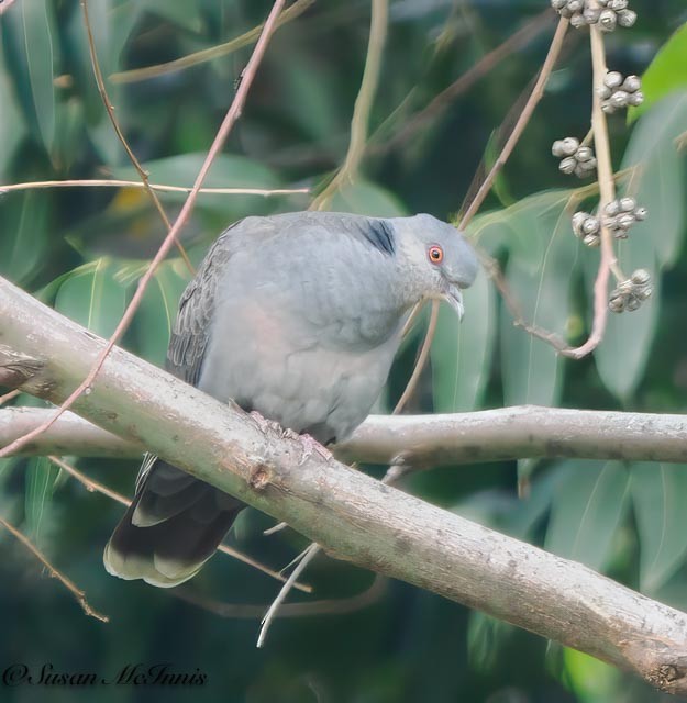 Dusky Turtle-Dove - ML611584879