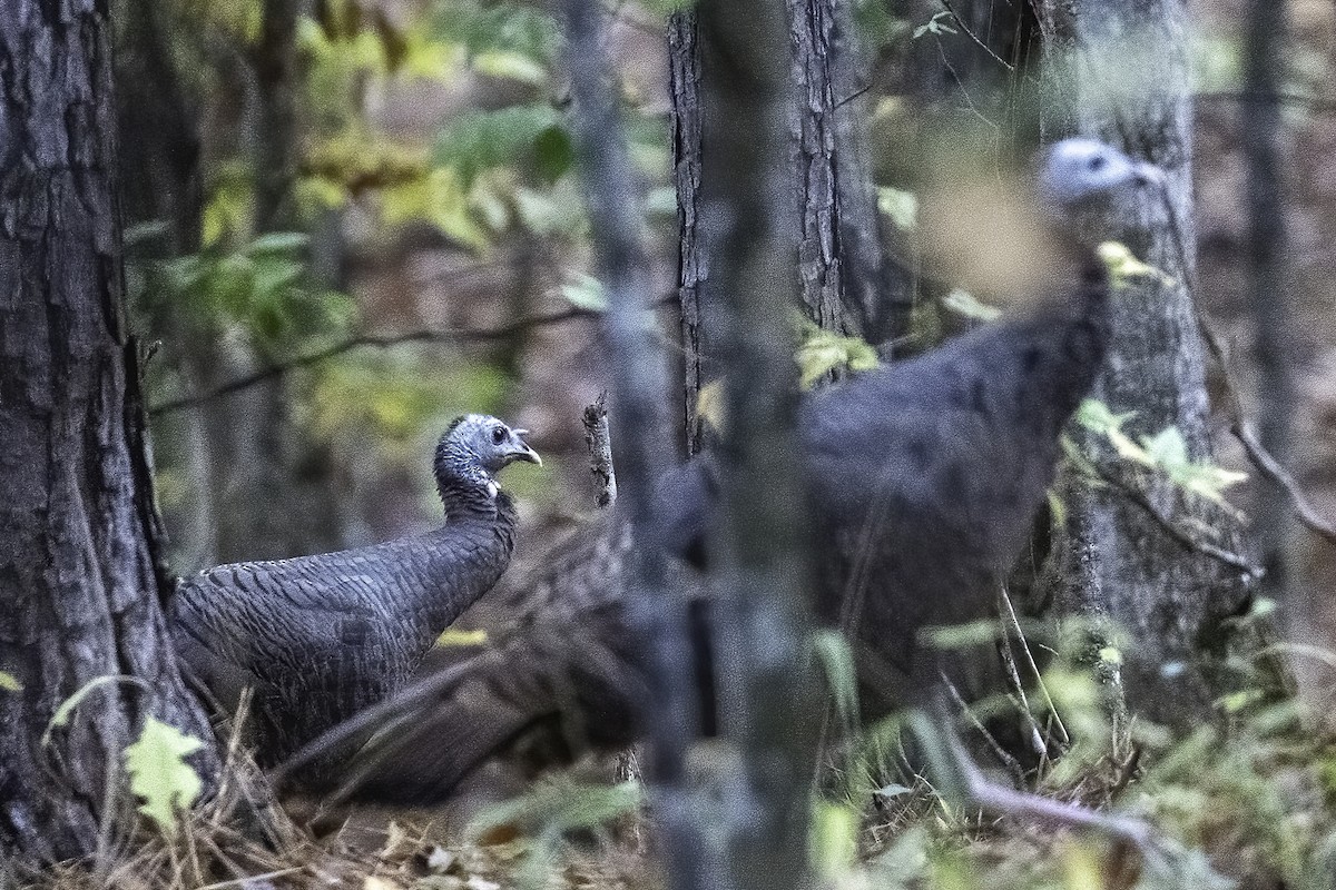 Wild Turkey - ML611585149