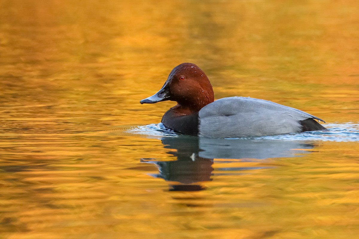 Common Pochard - ML611585159