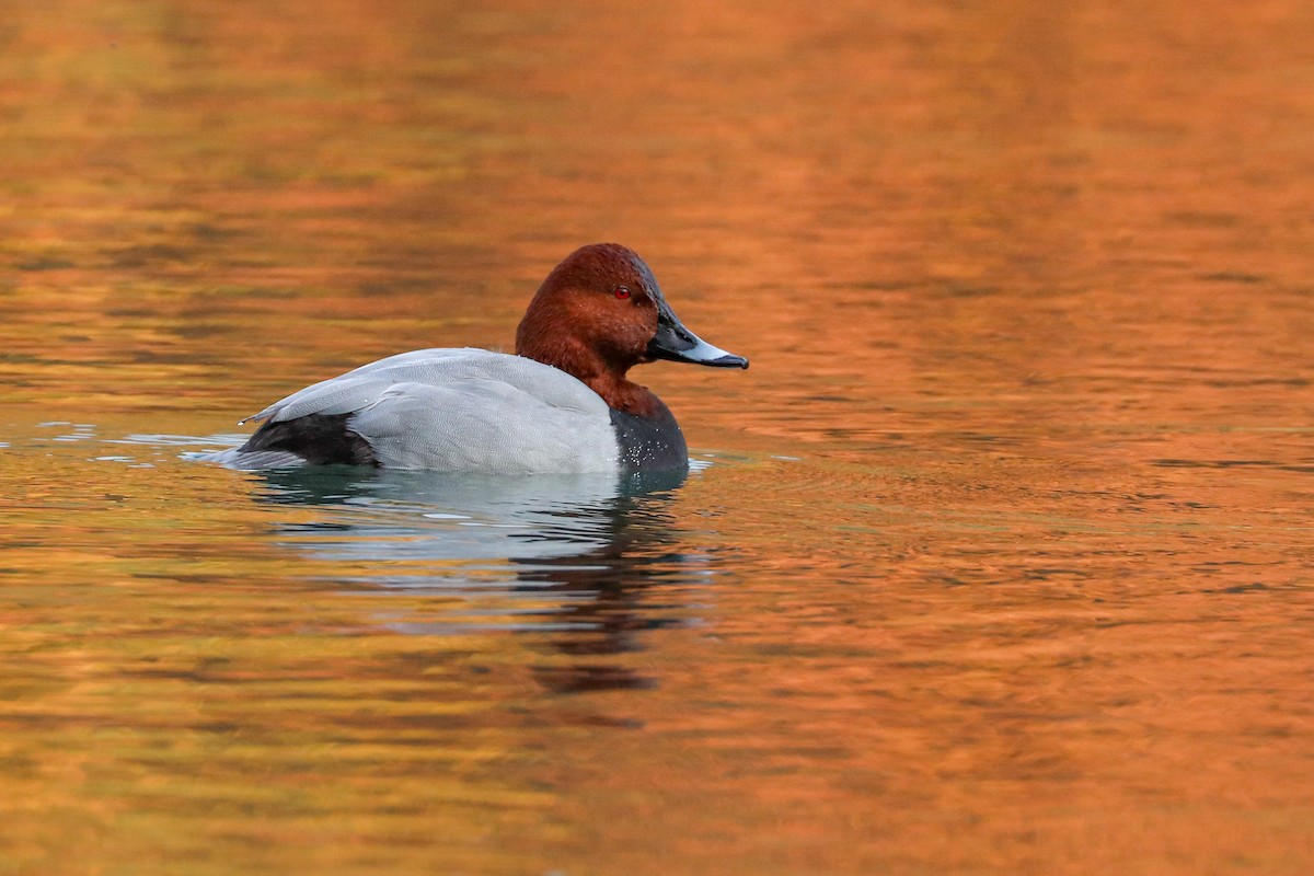 Common Pochard - ML611585160