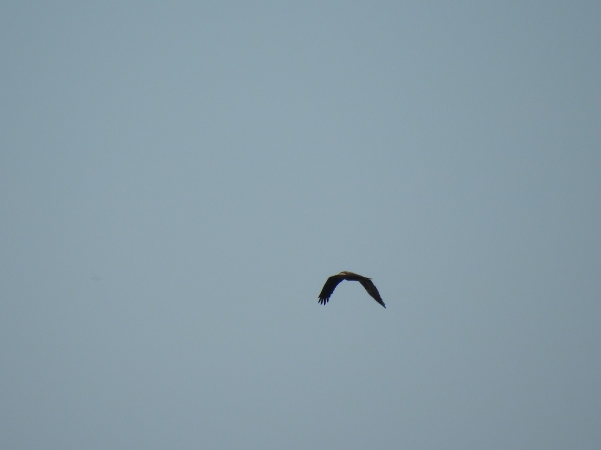 Western Marsh Harrier - ML611585168