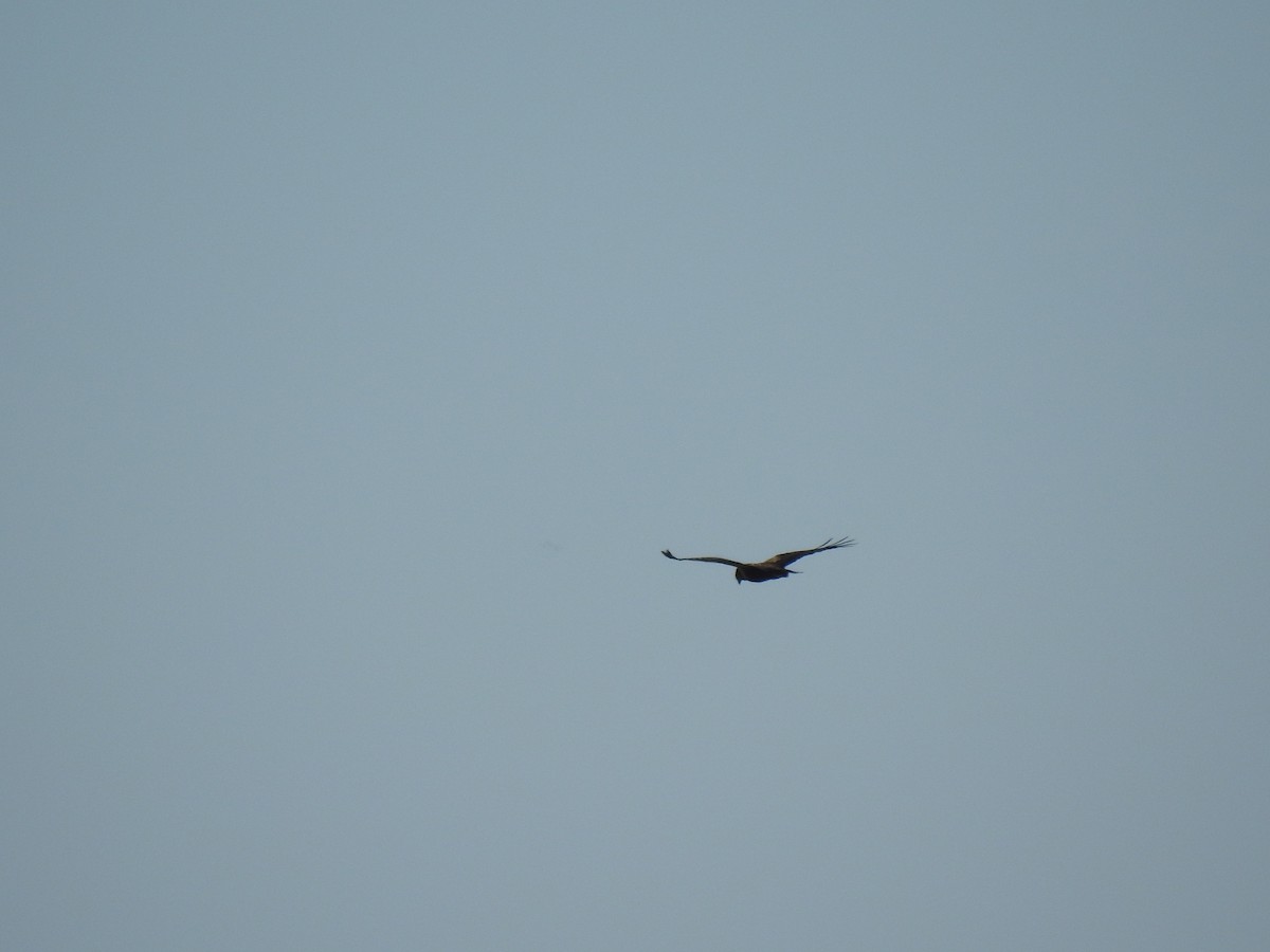 Western Marsh Harrier - ML611585169