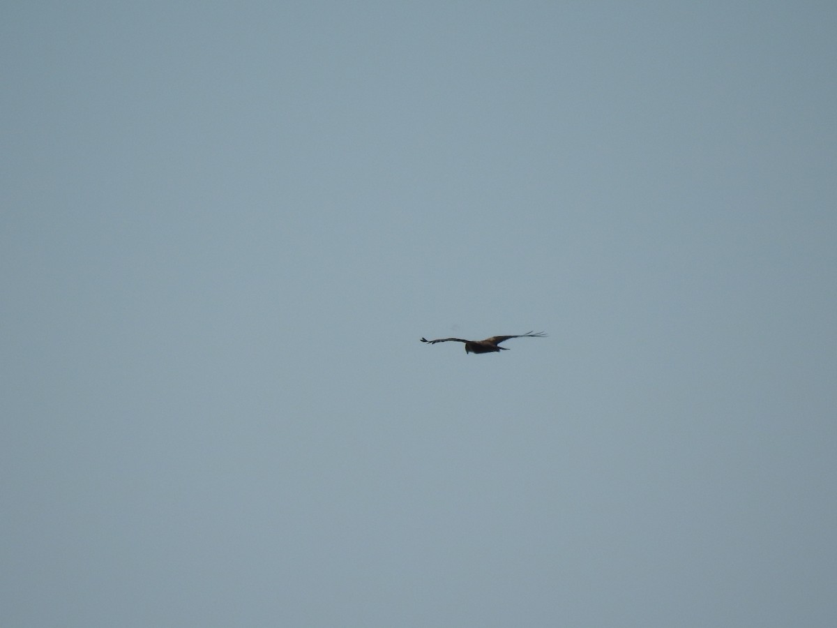 Western Marsh Harrier - ML611585171