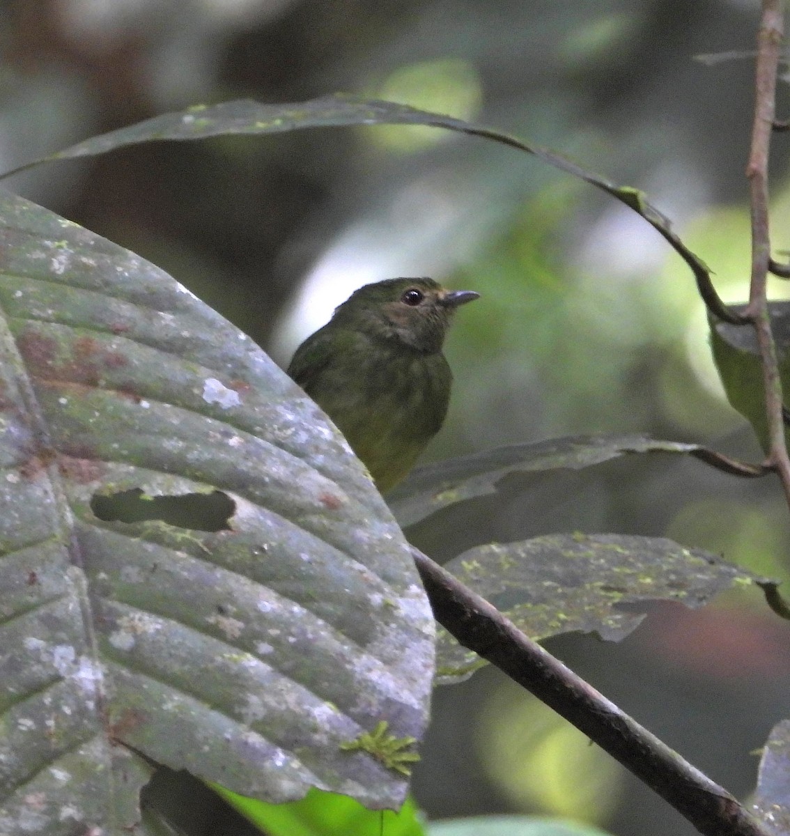 Cerulean-capped Manakin - ML611585187