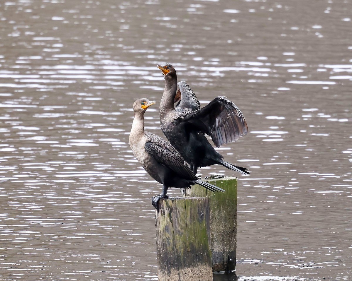 Double-crested Cormorant - ML611585273