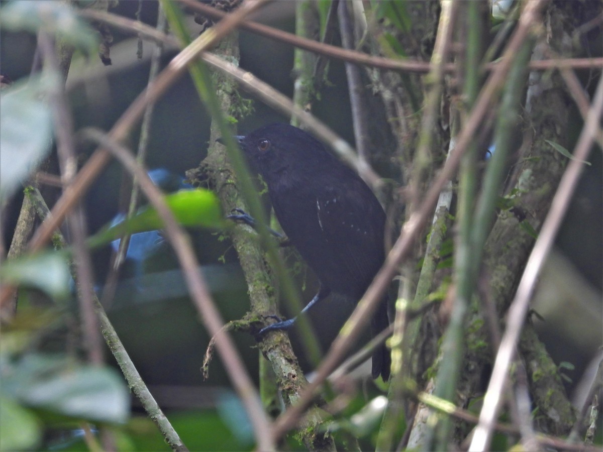 White-shouldered Antshrike - ML611585289