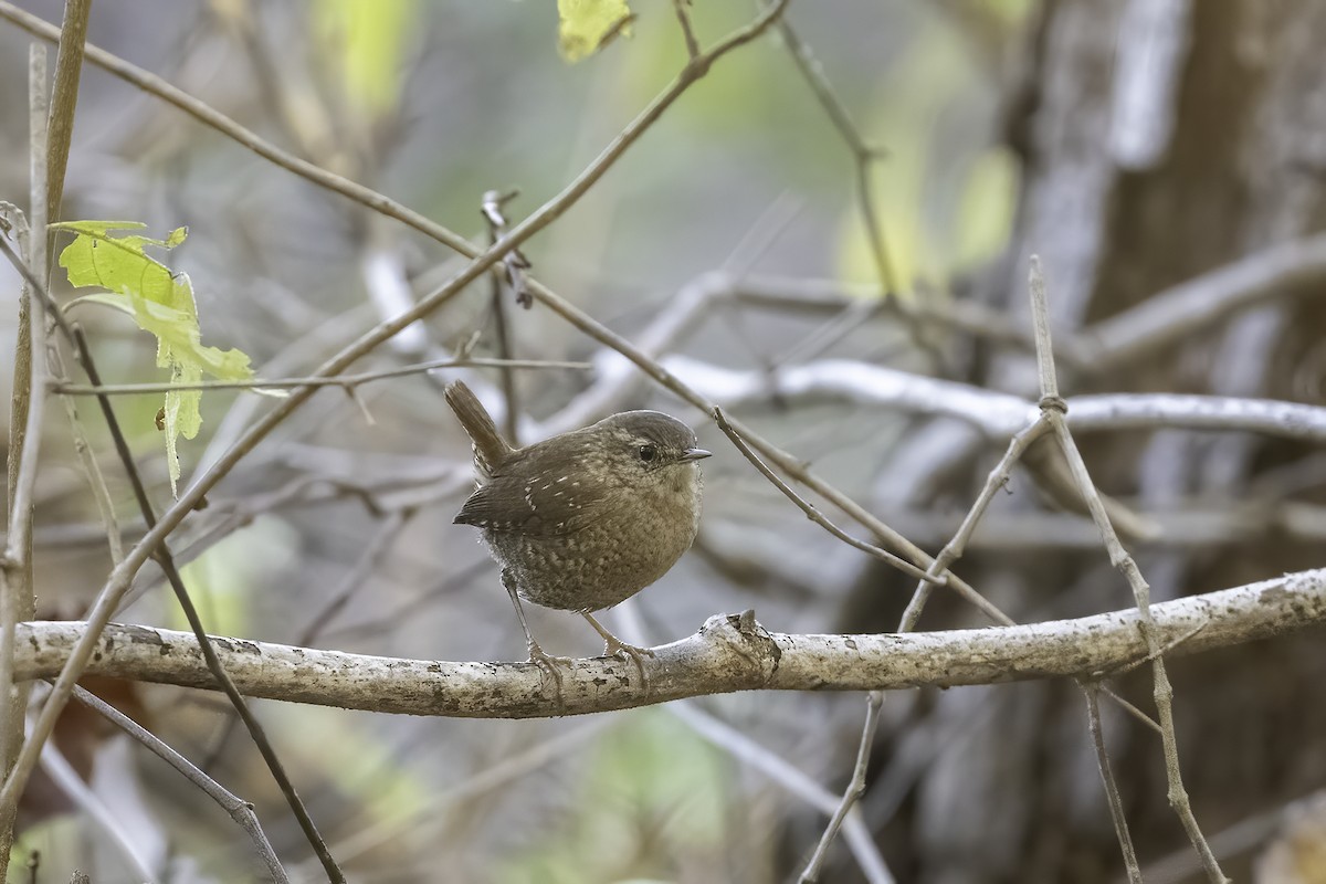 Winter Wren - ML611585317
