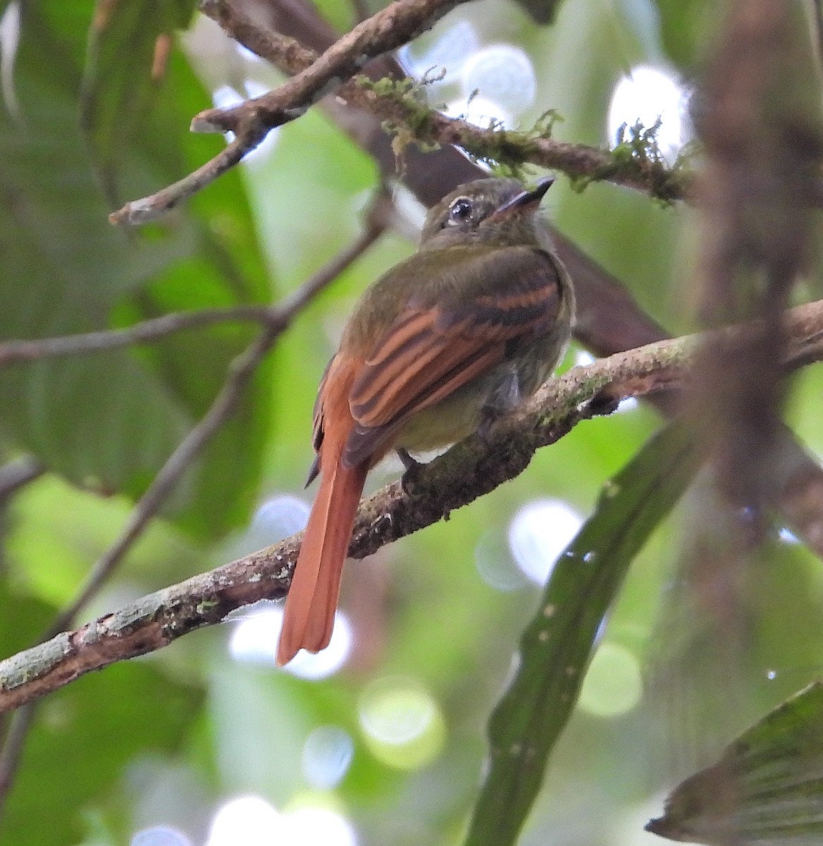 Rufous-tailed Flatbill - Renhart Apaza Westreicher Nature_Birds_Club_Ynca