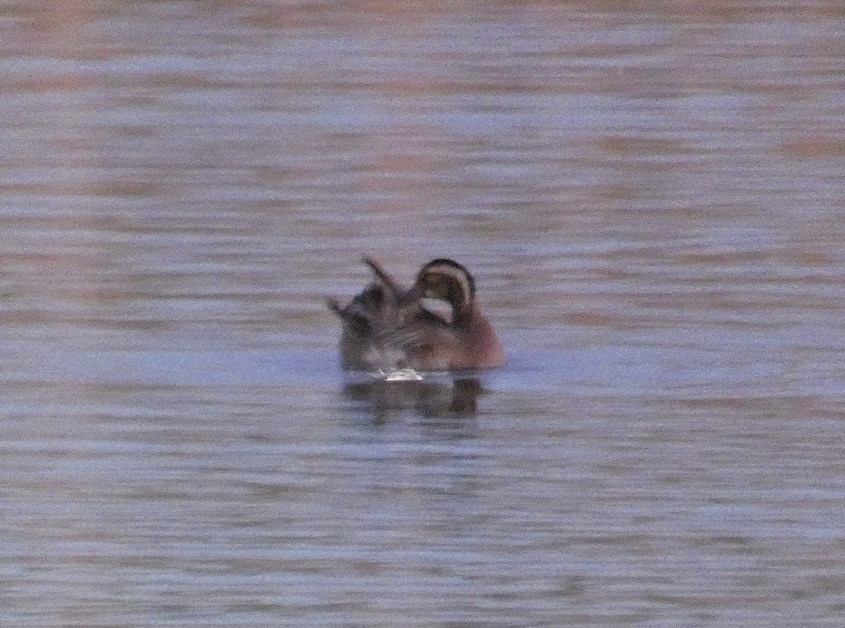 Garganey - ML611585434