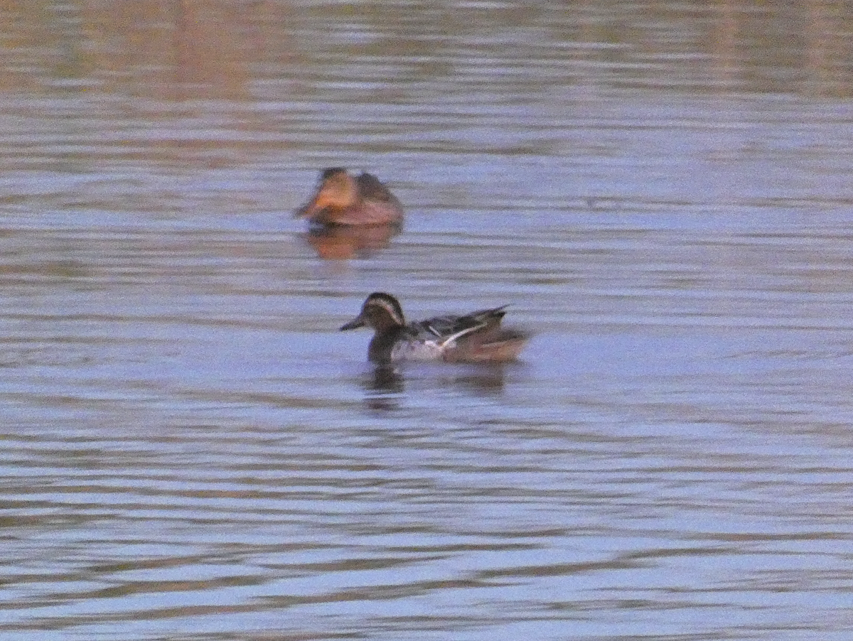 Garganey - Susana Coelho