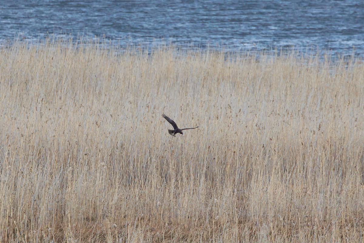 Western Marsh Harrier - ML611585438