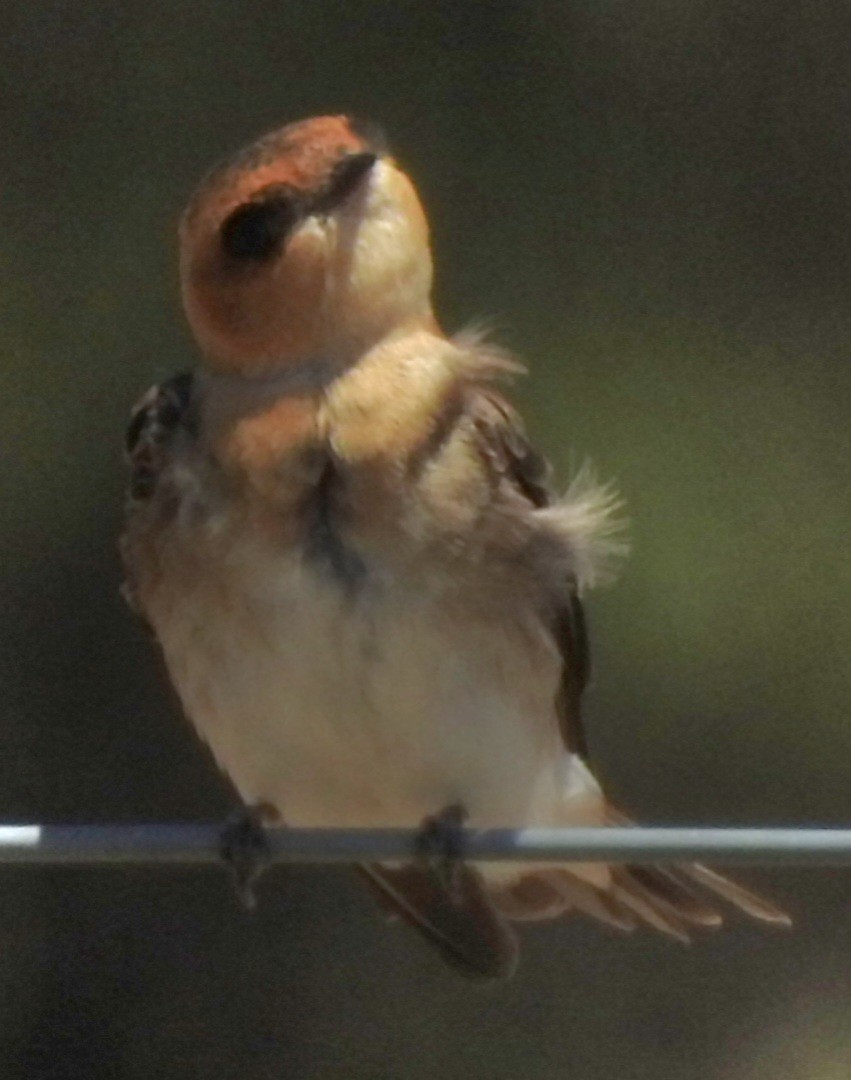 Golondrina Cabecicastaña - ML611585440