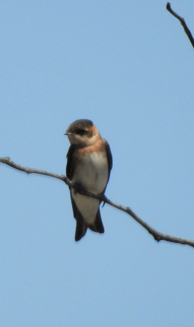 Golondrina Cabecicastaña - ML611585441