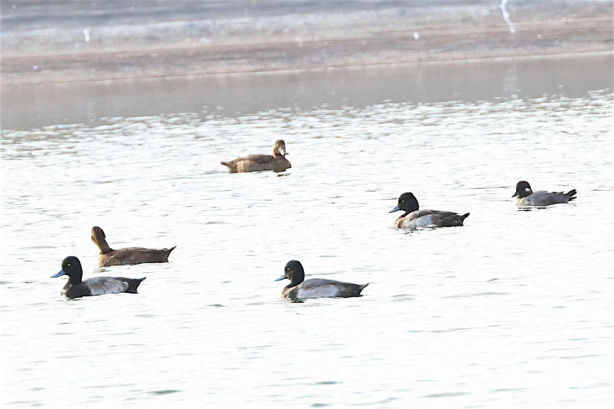 Bufflehead - ML611585444