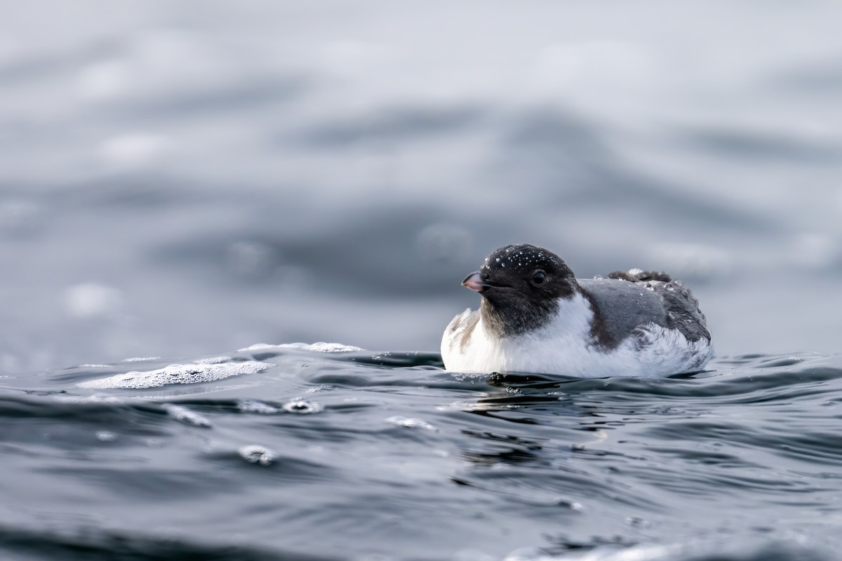 Ancient Murrelet - Matt Saunders