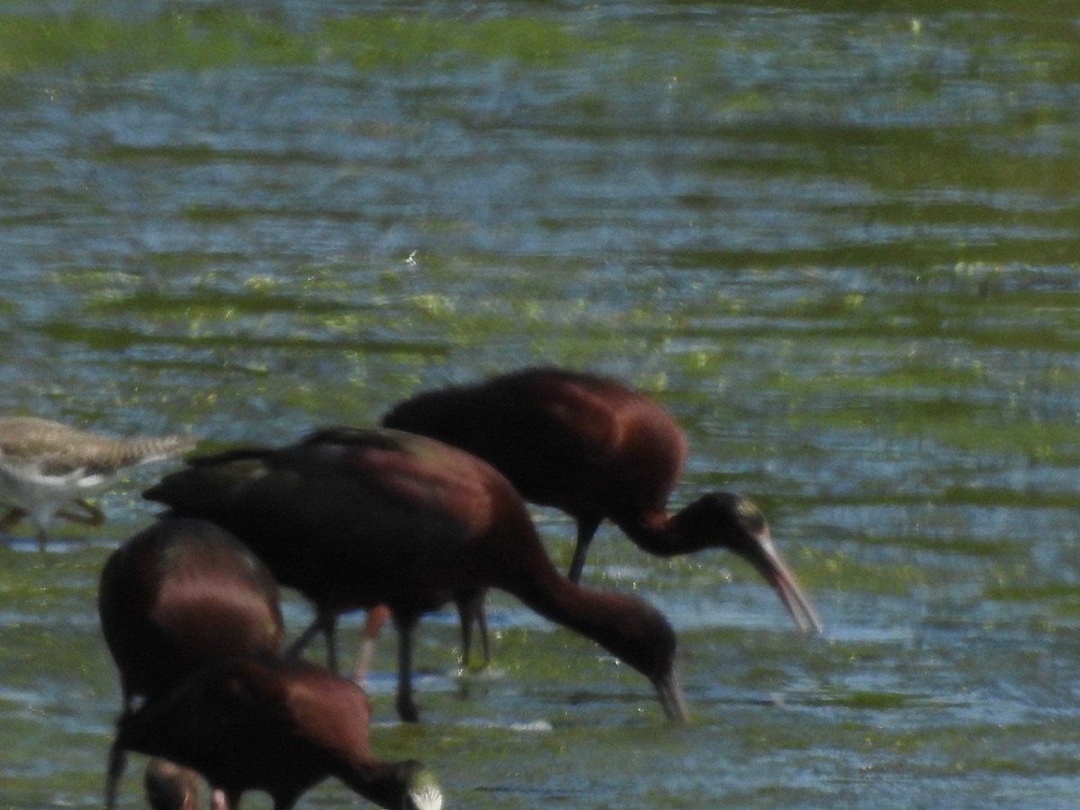 ibis americký - ML611585662