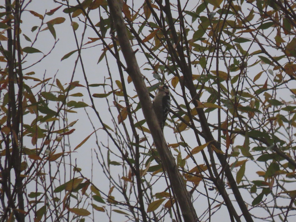 Lesser Spotted Woodpecker - ML611585711