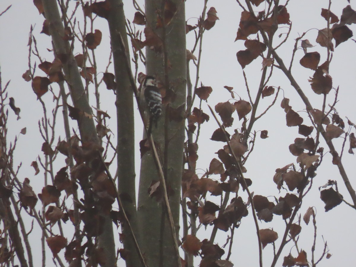 Lesser Spotted Woodpecker - ML611585712