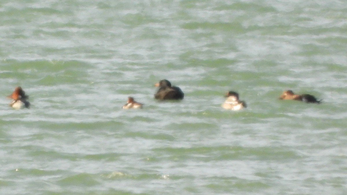 Common/Black Scoter - Patrik Spáčil