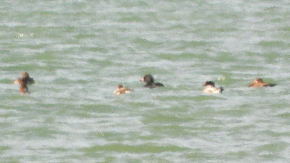 Common/Black Scoter - ML611585768