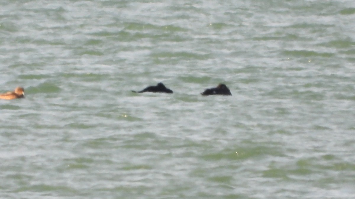 Common/Black Scoter - ML611585769