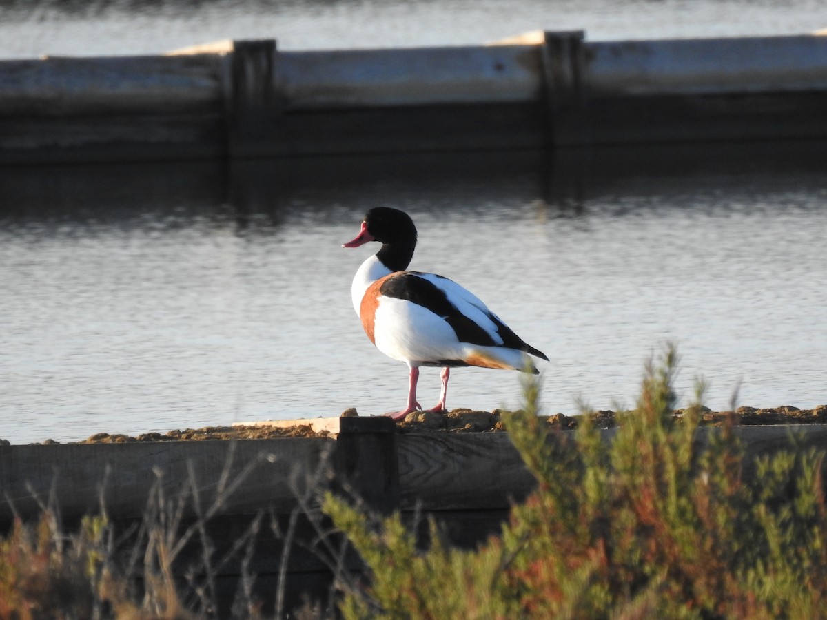 Common Shelduck - ML611586032