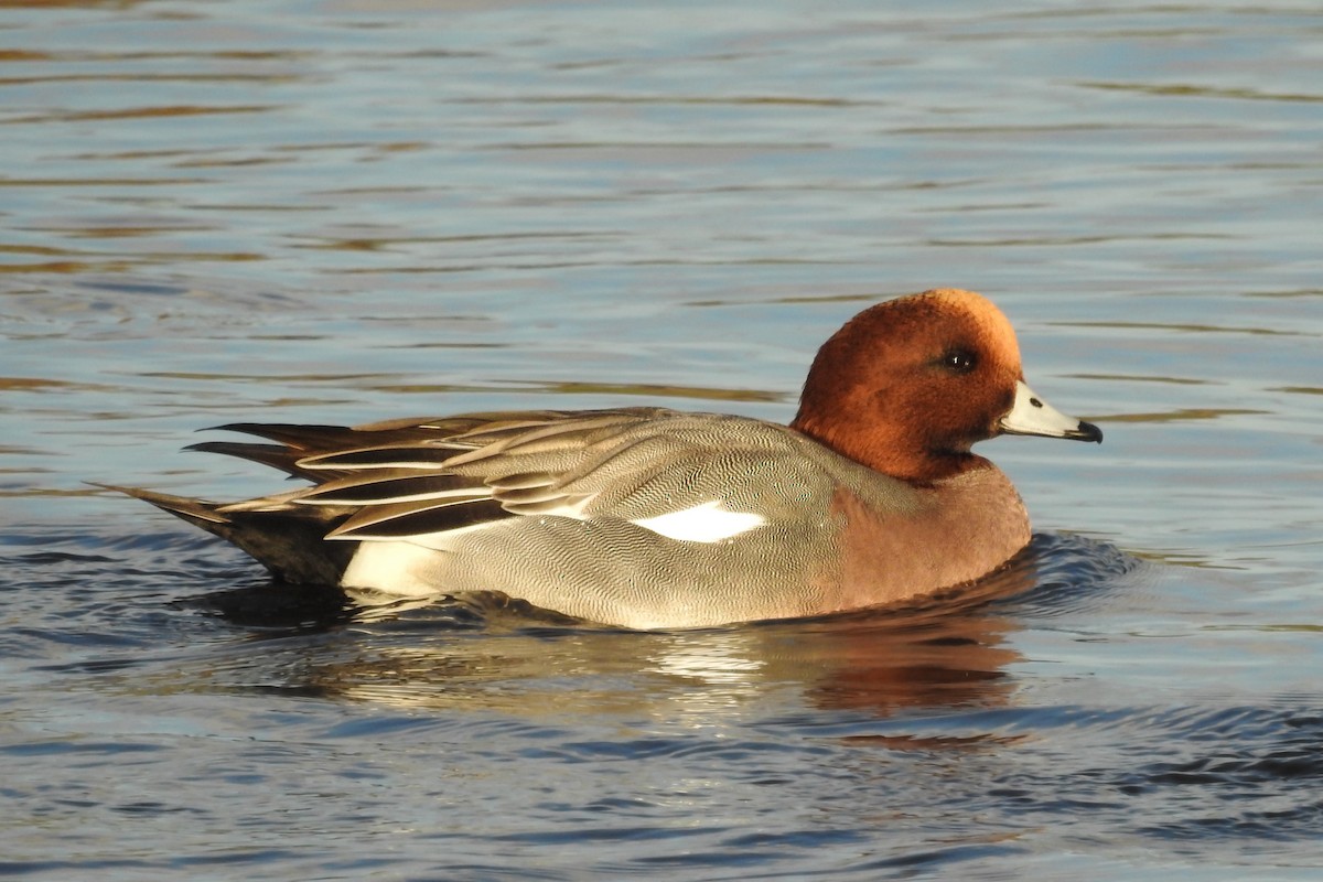 Eurasian Wigeon - ML611586045