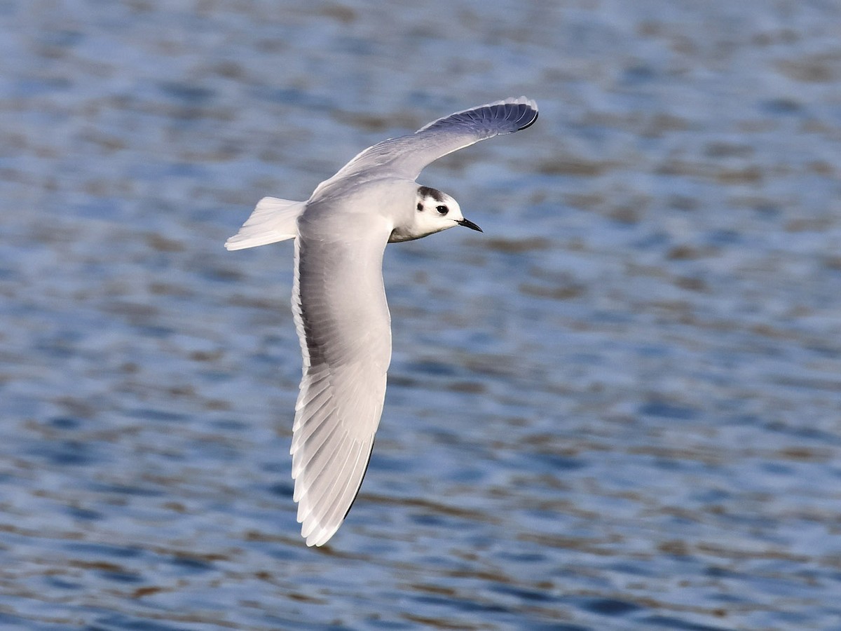 Little Gull - ML611586108