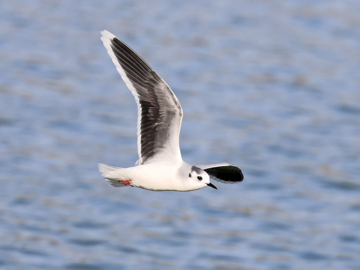 Little Gull - ML611586115