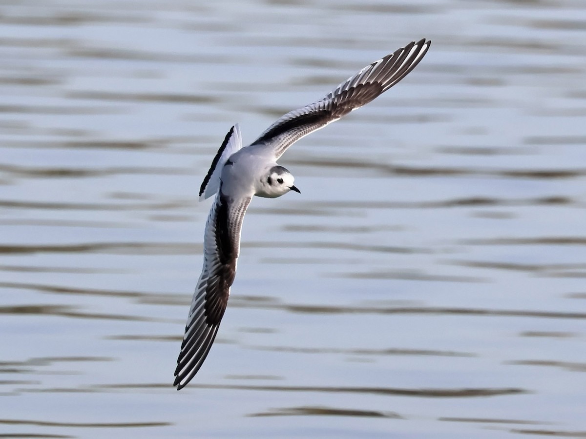 racek malý - ML611586121