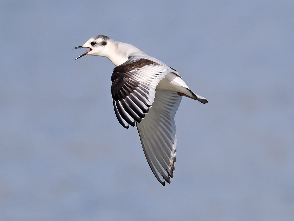 Little Gull - ML611586122