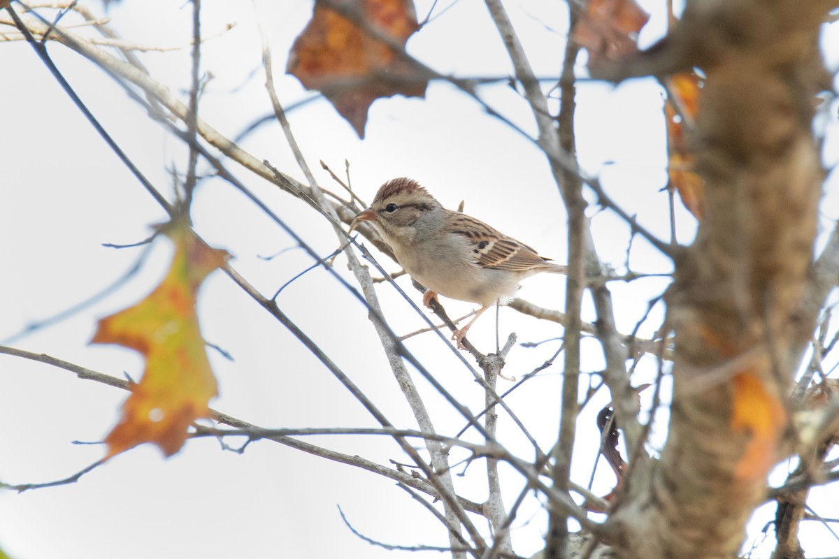 Chipping Sparrow - ML611586430