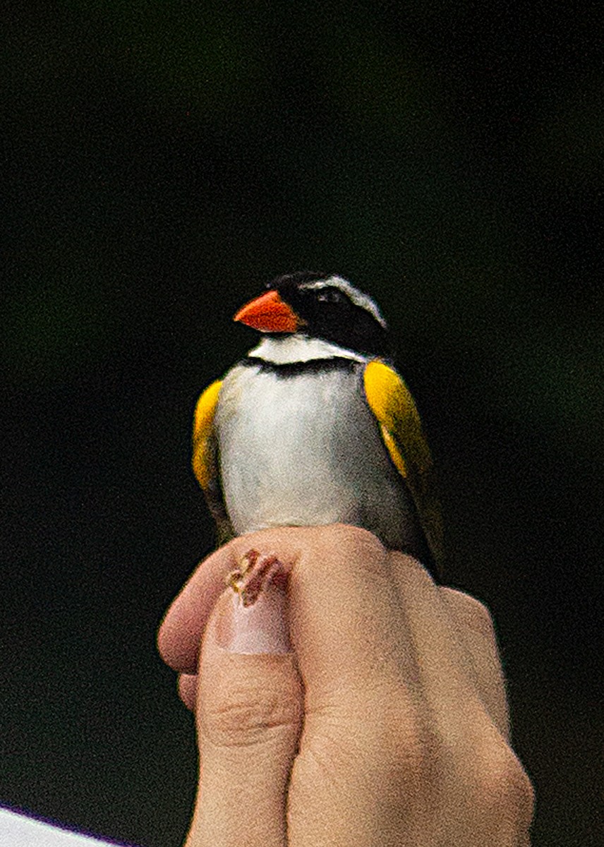 Orange-billed Sparrow - GERMAN RAMOS