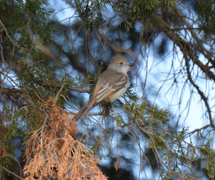 Ash-throated Flycatcher - ML611586593