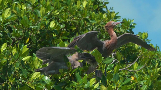 Reddish Egret - ML611586620