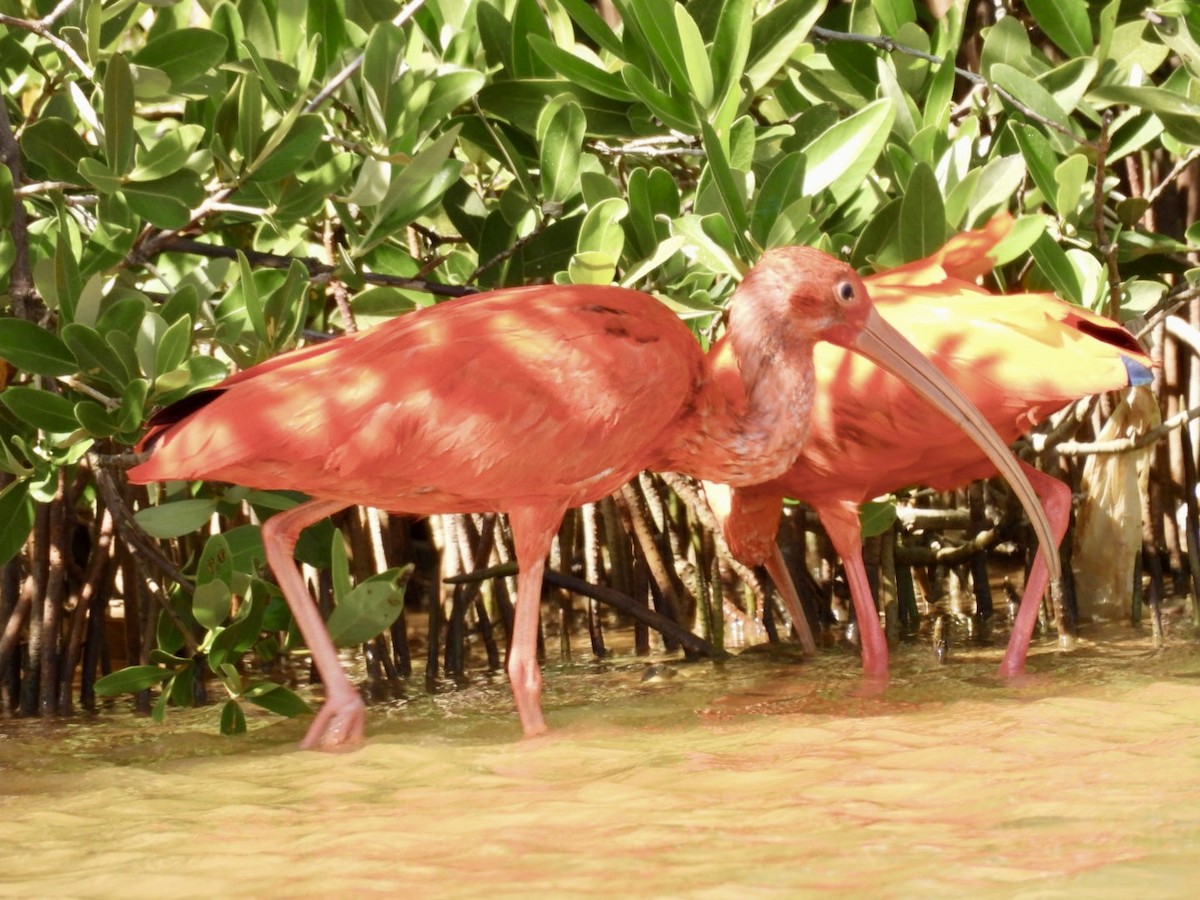 Scarlet Ibis - ML611586718