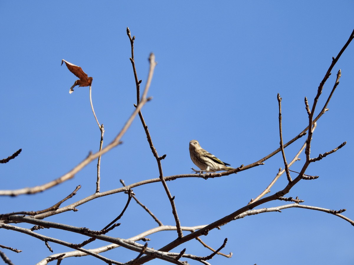 Pine Siskin - ML611586727