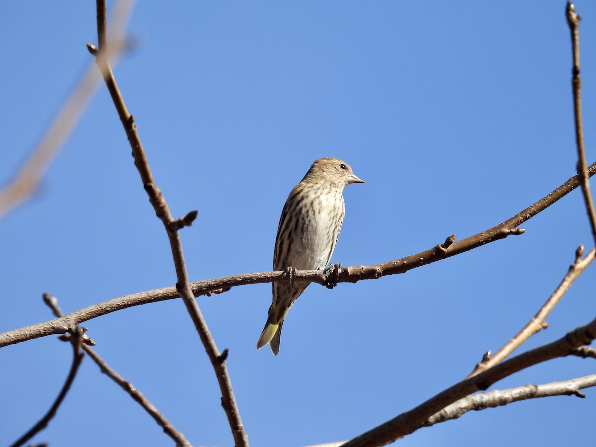 Pine Siskin - Corinna Honscheid