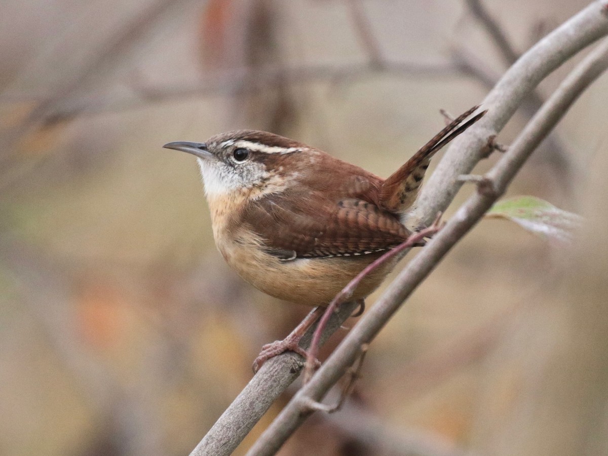 Carolina Wren - ML611586730