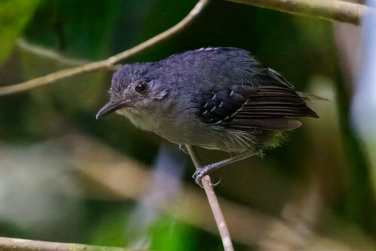 Willis's Antbird - Ralph Hatt