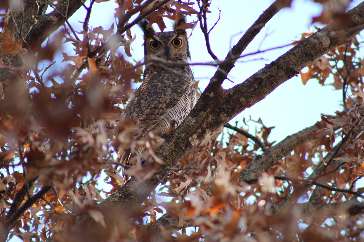 Great Horned Owl - ML611586801