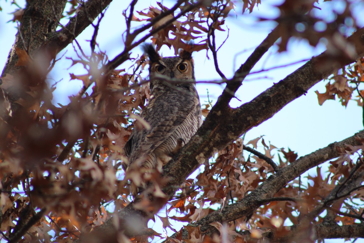 Great Horned Owl - ML611586803