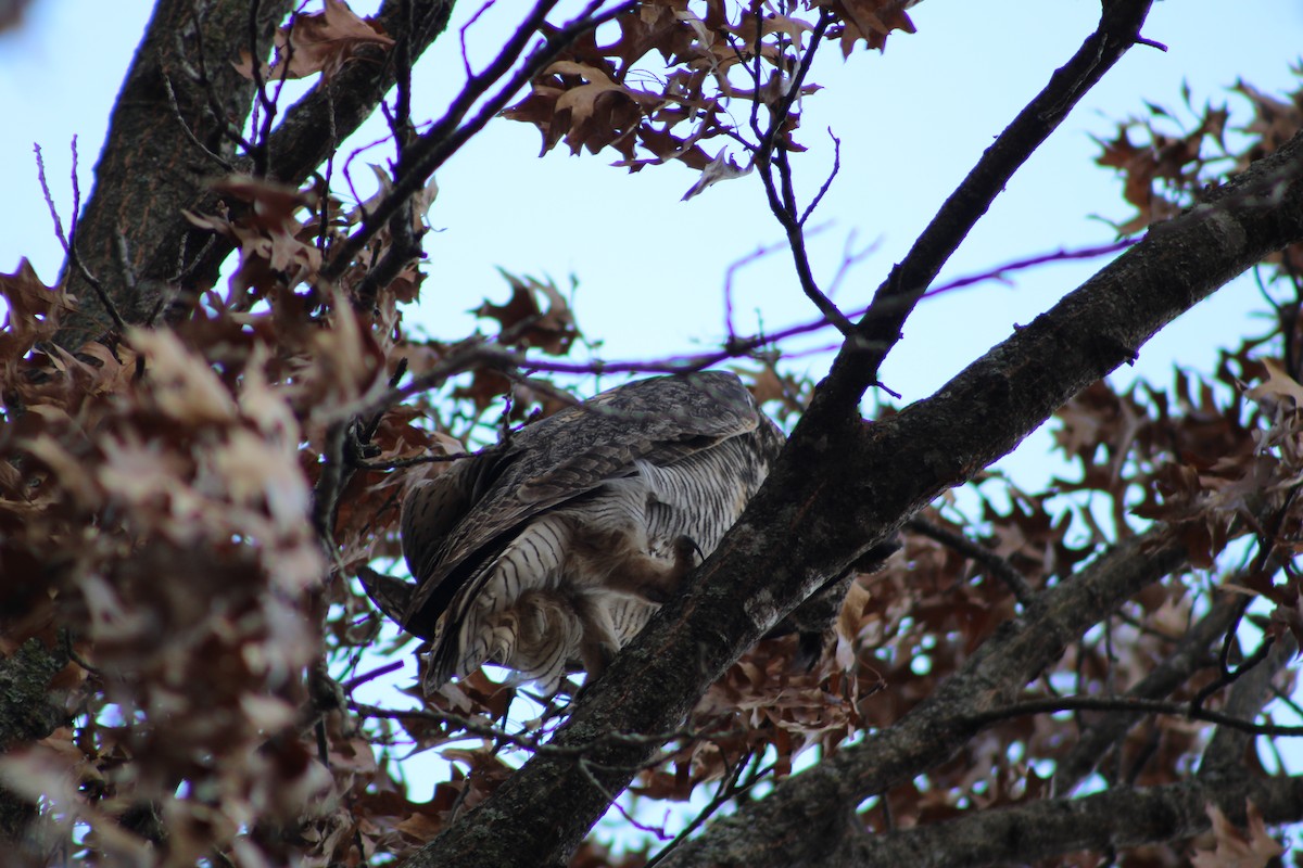 Great Horned Owl - ML611586804
