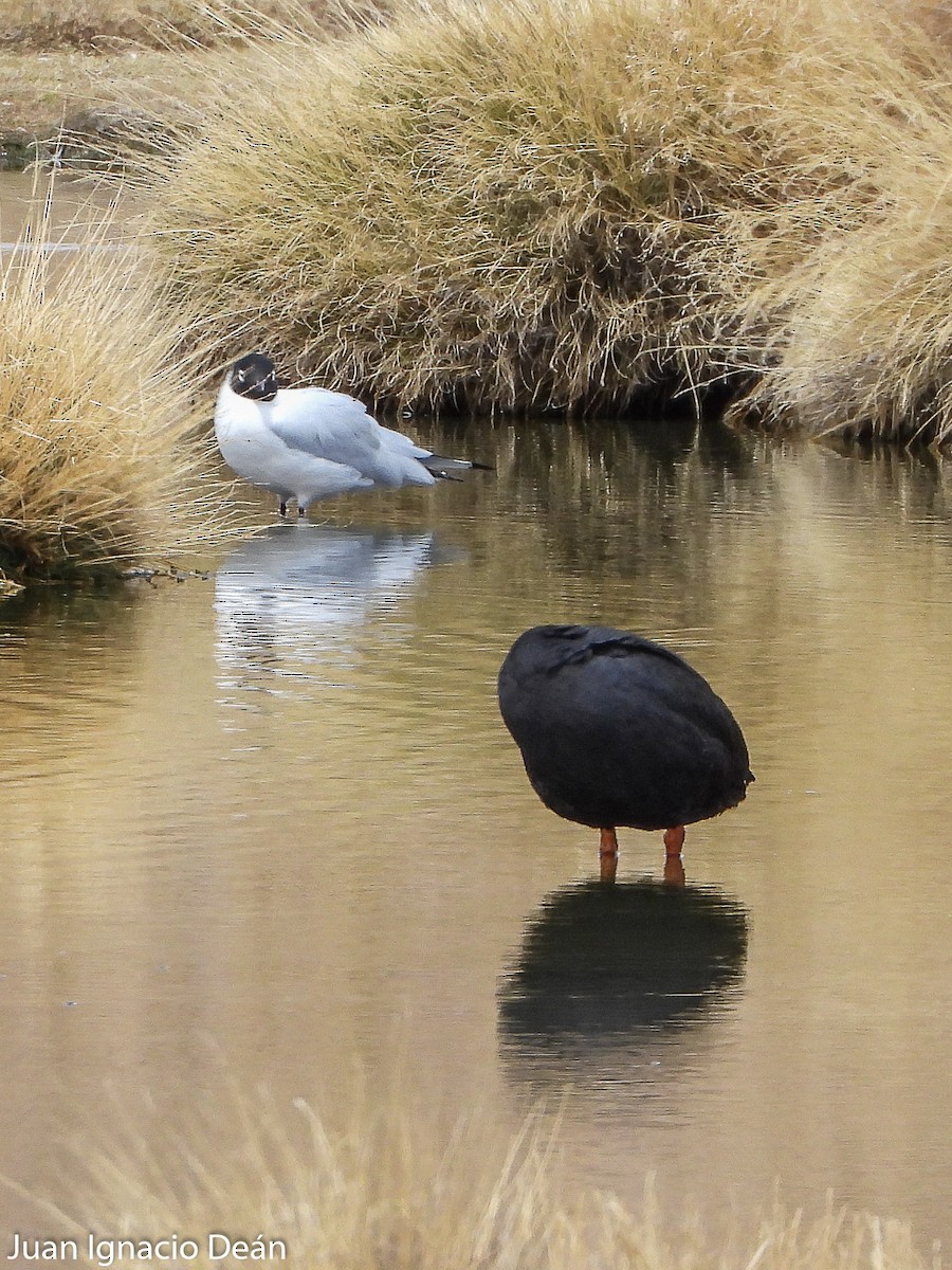 Giant Coot - ML611586827