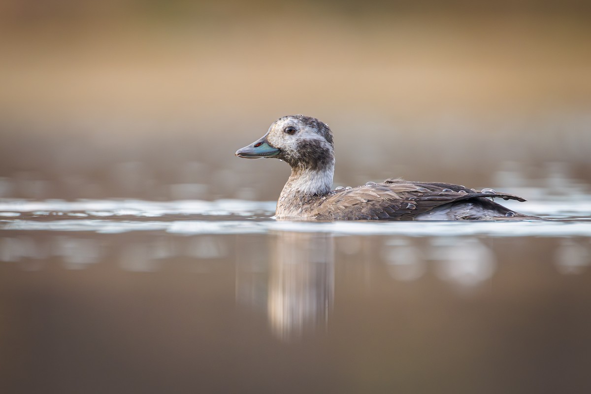 Long-tailed Duck - Ryan Shean