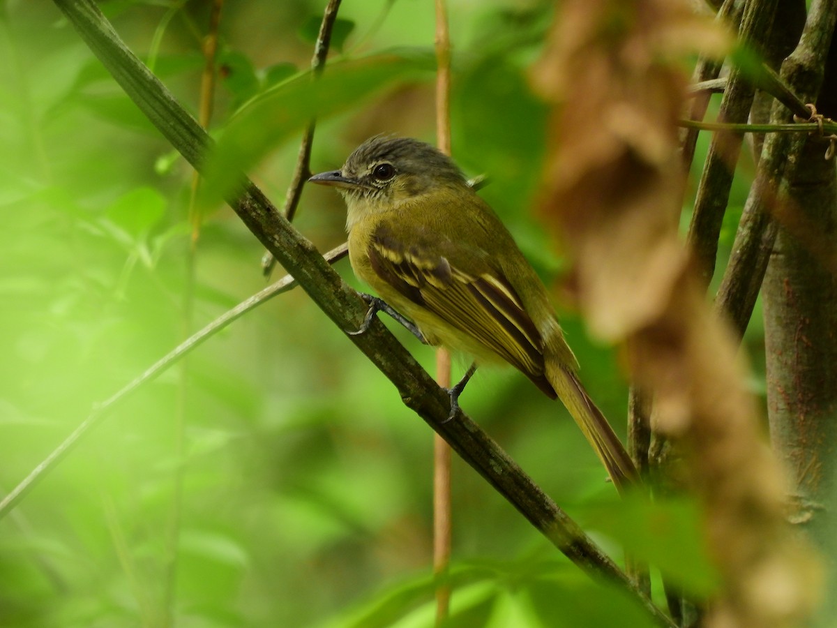 Yellow-olive Flatbill - ML611586866